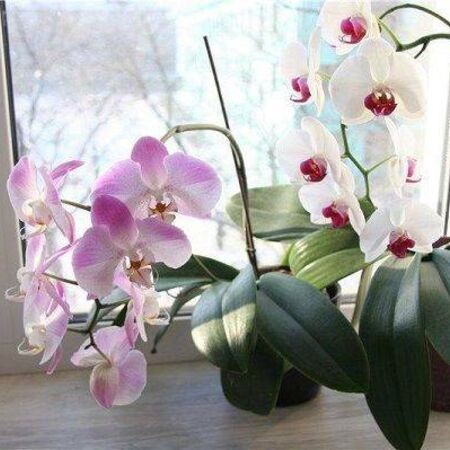 Куда лучше ставить орхидею в квартире? 23 фото Орхидеи в интерьере. Можно ли ставить их в горшках на подоконник и в ванной комнате без окна? В каком месте нельзя ее размещать?